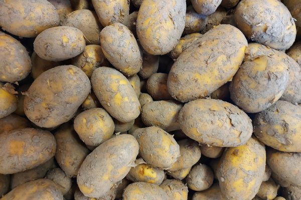 Kartoffeln,  NEUE ERNTE